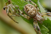 Rietkruisspin-Larinioides-cornutus-20130902g800IMG_9991b.jpg