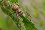 Rietkruisspin-Larinioides-cornutus-20130902g800IMG_9993a.jpg