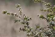Rietzanger-20260427g14401A1A2474avcrfb-De-Duintjes.jpg