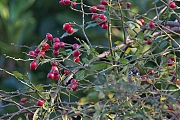 Filename=Ringmus-20141027g10247X1A2255a.jpg
Filesize=624KiB
Dimensions=1024x768
Date added=Oct 27, 2014 Ringmus-20141027g10247X1A2255a.jpg