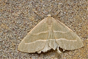 Rode-dennenspanner-Hylaea-fasciaria-20140904g1024IMG_6633a.jpg