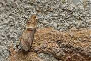 Rode-eikenlichtmot-Acrobasis-tumidana-20150702g1280IMG_0887a.jpg