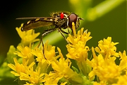 Rode-mijt-Leptus-beroni--20120904g1280IMG_9982a.jpg