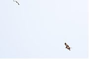 Filename=Rode-wouw-20210414g12801A1A1344b-Eldertstraat.jpg
Filesize=336KiB
Dimensions=1280x960
Date added=Apr 19, 2021 Rode-wouw-20210414g12801A1A1344b-Eldertstraat.jpg