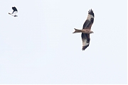 Filename=Rode-wouw-20210414g14401A1A1347acrfb.jpg
Filesize=281KiB
Dimensions=1280x960
Date added=Apr 19, 2021 Rode-wouw-20210414g14401A1A1347acrfb.jpg
