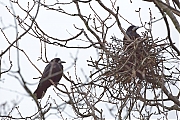 Filename=Roek-20170306g12807X1A6244a.jpg
Filesize=813KiB
Dimensions=1280x960
Date added=Mar 08, 2017 Roek-20170306g12807X1A6244a.jpg