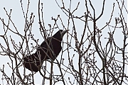 Filename=Roek-20170306g12807X1A6247a.jpg
Filesize=855KiB
Dimensions=1280x960
Date added=Mar 08, 2017 Roek-20170306g12807X1A6247a.jpg