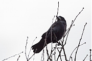 Filename=Roek-20170306g12807X1A6257a.jpg
Filesize=287KiB
Dimensions=1280x960
Date added=Mar 08, 2017 Roek-20170306g12807X1A6257a.jpg