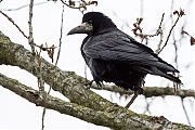 Filename=Roek-20190328g12807X1A7162a.jpg
Filesize=682KiB
Dimensions=1280x960
Date added=Mar 29, 2019 Roek-20190328g12807X1A7162a.jpg