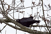 Filename=Roek-20190328g12807X1A7166a.jpg
Filesize=788KiB
Dimensions=1280x960
Date added=Mar 29, 2019 Roek-20190328g12807X1A7166a.jpg