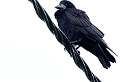 Filename=Roek-20231129g14401A1A1276acrfb-Buurt-Condors.jpg
Filesize=264KiB
Dimensions=1280x960
Date added=Dec 18, 2023 Roek-20231129g14401A1A1276acrfb-Buurt-Condors.jpg