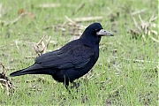 Filename=Roek-20231206g14401A1A1919k4700acrfb-Condors-Fluxis.jpg
Filesize=799KiB
Dimensions=1280x960
Date added=Jan 29, 2024 Roek-20231206g14401A1A1919k4700acrfb-Condors-Fluxis.jpg