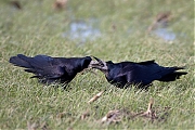 Filename=Roek-20240124g14401A1A6959atcrfb-Condors-Fluxys.jpg
Filesize=768KiB
Dimensions=1280x960
Date added=Jan 29, 2024 Roek-20240124g14401A1A6959atcrfb-Condors-Fluxys.jpg