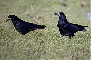 Filename=Roek-20240124g14401A1A6961atcrfb-Condors-Fluxys.jpg
Filesize=741KiB
Dimensions=1280x960
Date added=Jan 29, 2024 Roek-20240124g14401A1A6961atcrfb-Condors-Fluxys.jpg