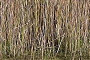 Filename=Roerdomp-20160506g12807X1A4850a.jpg
Filesize=1074KiB
Dimensions=1280x960
Date added=May 07, 2016 Roerdomp-20160506g12807X1A4850a.jpg