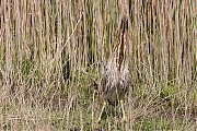 Filename=Roerdomp-20160506g12807X1A5069a.jpg
Filesize=1304KiB
Dimensions=1280x960
Date added=May 07, 2016 Roerdomp-20160506g12807X1A5069a.jpg