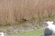 Filename=Roerdomp-20160513g12807X1A4833a.jpg
Filesize=1295KiB
Dimensions=1280x960
Date added=May 31, 2016 Roerdomp-20160513g12807X1A4833a.jpg