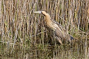 Filename=Roerdomp-20160513g12807X1A4843a.jpg
Filesize=1372KiB
Dimensions=1280x960
Date added=May 31, 2016 Roerdomp-20160513g12807X1A4843a.jpg