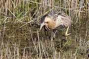 Filename=Roerdomp-20160513g12807X1A4845a.jpg
Filesize=1278KiB
Dimensions=1280x960
Date added=May 31, 2016 Roerdomp-20160513g12807X1A4845a.jpg