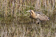 Filename=Roerdomp-20160513g12807X1A4846a.jpg
Filesize=1346KiB
Dimensions=1280x960
Date added=May 31, 2016 Roerdomp-20160513g12807X1A4846a.jpg