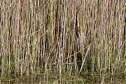 Filename=Roerdomp-20160513g12807X1A4849.jpg
Filesize=1455KiB
Dimensions=1280x960
Date added=May 31, 2016 Roerdomp-20160513g12807X1A4849.jpg