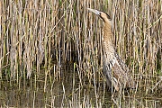 Filename=Roerdomp-20160513g12807X1A4874a.jpg
Filesize=1361KiB
Dimensions=1280x960
Date added=May 31, 2016 Roerdomp-20160513g12807X1A4874a.jpg
