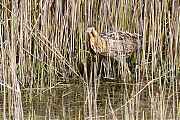 Filename=Roerdomp-20160513g12807X1A4884a.jpg
Filesize=1401KiB
Dimensions=1280x960
Date added=May 31, 2016 Roerdomp-20160513g12807X1A4884a.jpg