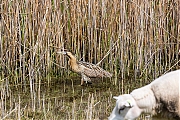 Filename=Roerdomp-20160513g12807X1A4903a.jpg
Filesize=1427KiB
Dimensions=1280x960
Date added=May 31, 2016 Roerdomp-20160513g12807X1A4903a.jpg