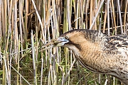 Filename=Roerdomp-20160513g12807X1A4933a.jpg
Filesize=1265KiB
Dimensions=1280x960
Date added=May 31, 2016 Roerdomp-20160513g12807X1A4933a.jpg