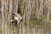 Filename=Roerdomp-20160513g12807X1A4956a.jpg
Filesize=1423KiB
Dimensions=1280x960
Date added=May 31, 2016 Roerdomp-20160513g12807X1A4956a.jpg