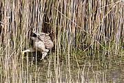 Roerdomp-20160513g12807X1A4956a.jpg