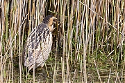 Filename=Roerdomp-20160513g12807X1A4957a.jpg
Filesize=1356KiB
Dimensions=1280x960
Date added=May 31, 2016 Roerdomp-20160513g12807X1A4957a.jpg