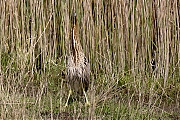 Filename=Roerdomp-20160513g12807X1A5073a.jpg
Filesize=1416KiB
Dimensions=1280x960
Date added=May 31, 2016 Roerdomp-20160513g12807X1A5073a.jpg