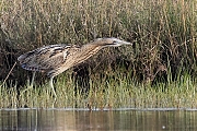 Filename=Roerdomp-20170523g1280YSXX9078a.jpg
Filesize=1339KiB
Dimensions=1280x960
Date added=May 23, 2017 Roerdomp-20170523g1280YSXX9078a.jpg