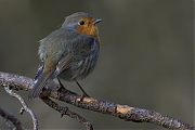 Filename=Roodborst-20101106P1150814d_0.jpg
Filesize=218KiB
Dimensions=800x600
Date added=Dec 07, 2011 Roodborst-20101106P1150814d_0.jpg