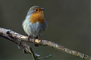 Filename=Roodborst-20101106P1150819b300_0.jpg
Filesize=226KiB
Dimensions=800x600
Date added=Dec 07, 2011 Roodborst-20101106P1150819b300_0.jpg