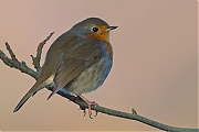 Filename=Roodborst-20101120P1150867g_0.jpg
Filesize=237KiB
Dimensions=800x600
Date added=Dec 07, 2011 Roodborst-20101120P1150867g_0.jpg