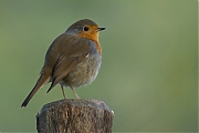 Filename=Roodborst-20101120P1150869a.jpg
Filesize=227KiB
Dimensions=800x600
Date added=Dec 07, 2011 Roodborst-20101120P1150869a.jpg