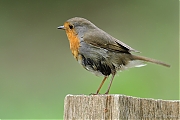 Roodborst-20110517IMG_2849a.jpg