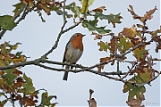 Filename=Roodborst-20111105IMG_2183a.jpg
Filesize=303KiB
Dimensions=800x533
Date added=Dec 07, 2011 Roodborst-20111105IMG_2183a.jpg