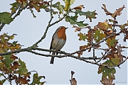 Roodborst-20111105IMG_2183a.jpg