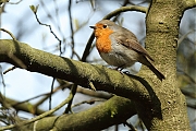 Filename=Roodborst-20120414g800IMG_3431a.jpg
Filesize=346KiB
Dimensions=800x533
Date added=Apr 15, 2012 Roodborst-20120414g800IMG_3431a.jpg