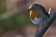 Filename=Roodborst-20130112g8007X1A2768a.jpg
Filesize=312KiB
Dimensions=800x600
Date added=Jan 12, 2013 Roodborst-20130112g8007X1A2768a.jpg