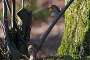 Filename=Roodborst-20130112g8007X1A2768a~0.jpg
Filesize=411KiB
Dimensions=800x600
Date added=Jan 19, 2013 Roodborst-20130112g8007X1A2768a~0.jpg