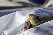 Filename=Roodborst-20130112g8007X1A2775a.jpg
Filesize=310KiB
Dimensions=800x600
Date added=Jan 13, 2013 Roodborst-20130112g8007X1A2775a.jpg