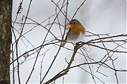 Filename=Roodborst-20130119g8007X1A3225a.jpg
Filesize=309KiB
Dimensions=800x600
Date added=Jan 19, 2013 Roodborst-20130119g8007X1A3225a.jpg