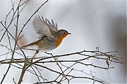 Filename=Roodborst-20130119g8007X1A3229a.jpg
Filesize=316KiB
Dimensions=800x600
Date added=Jan 19, 2013 Roodborst-20130119g8007X1A3229a.jpg