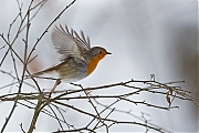 Roodborst-20130119g8007X1A3229a.jpg