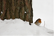 Filename=Roodborst-20130119g8007X1A3230a.jpg
Filesize=298KiB
Dimensions=800x600
Date added=Jan 19, 2013 Roodborst-20130119g8007X1A3230a.jpg