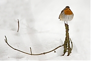 Filename=Roodborst-20130119g8007X1A3232a.jpg
Filesize=244KiB
Dimensions=800x600
Date added=Jan 19, 2013 Roodborst-20130119g8007X1A3232a.jpg